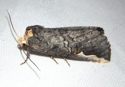 7955 - Symmerista zacualpana; Prominent Moth species