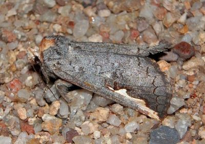 7955 - Symmerista zacualpana; Prominent Moth species