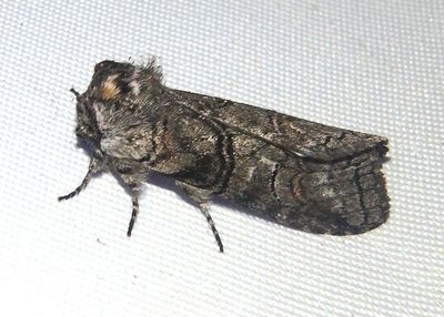 7962 - Afilia oslari; Prominent Moth species