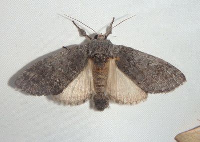 7996 - Macrurocampa ruficornis; Prominent Moth species