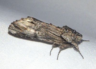 8019 - Ianassa paradisus; Prominent Moth species