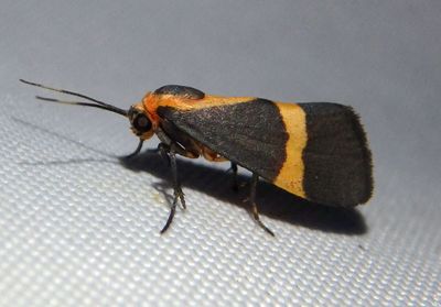 8066 - Cisthene tenuifascia; Thin-banded Lichen Moth