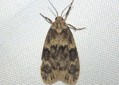 8094-8095; Bruceia Lichen Moth species