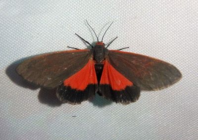 8115 - Virbia costata; Tiger Moth species