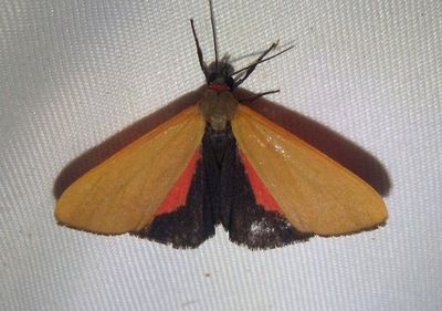 8116 - Virbia ostenta; Tiger Moth species