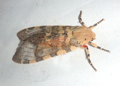 8222 - Pseudohemihyalea edwardsii; Edwards' Glassy-wing