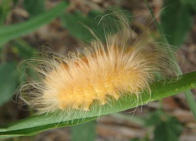 8253 - Pygarctia roseicapitis; Tiger Moth species caterpillar