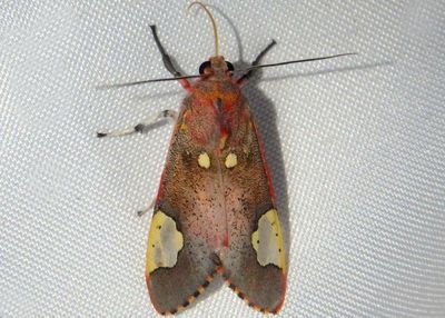 8258 - Bertholdia trigona; Grote's Bertholdia