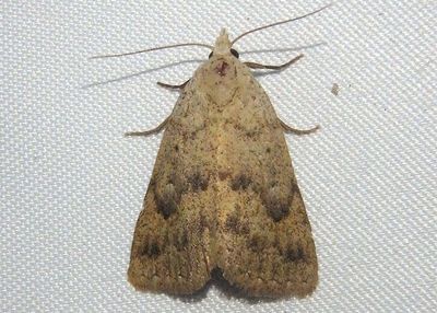 8513 - Pseudorgyia russula; Owlet Moth species