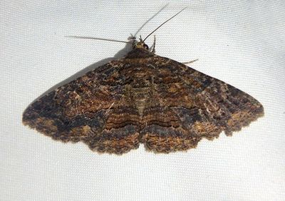 8696 - Zale insuda; Zale Moth species