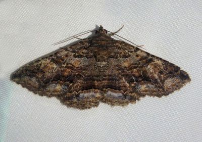 8696 - Zale insuda; Zale Moth species