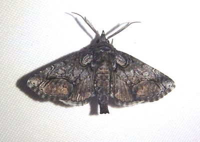 8959.1 - Paectes declinata; Owlet Moth species; male