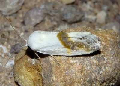 9088 - Ponometia virginalis; Bird Dropping Moth species