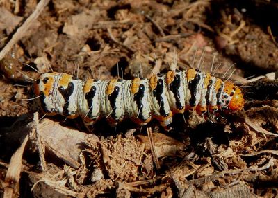 9307 - Euscirrhopterus gloveri; Purslane Moth caterpillar