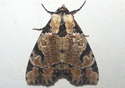 9716 - Stibaera thyatiroides; Whaleback Moth
