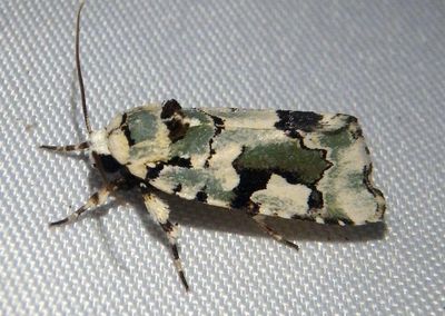 9718 - Emarginea percara; Beloved Emarginea Moth
