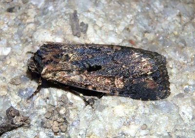 10871 - Dichagyris proclivis; Dart Moth species