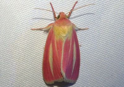 11075 - Heliocheilus julia; Owlet Moth species