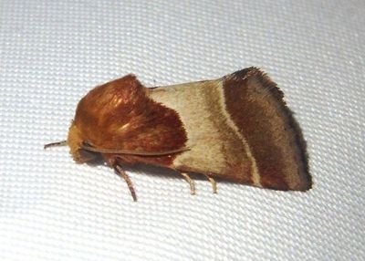 11128 - Schinia arcigera; Arcigera Flower Moth