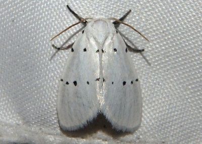 9043 - Homolagoa grotelliformis; Owlet Moth species