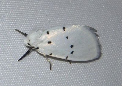 9043 - Homolagoa grotelliformis; Owlet Moth species