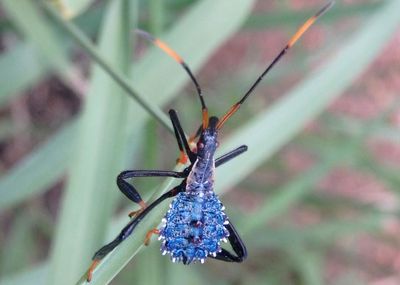 Acanthocephala thomasi; Giant Agave Bug nymph
