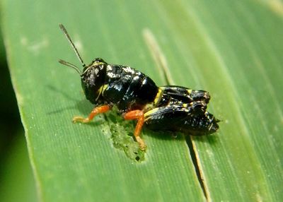 Aidemona azteca; Aztec Spur-throat; first instar
