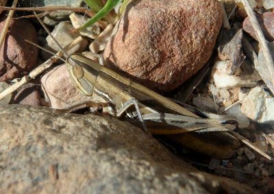 Amphitornus coloradus; Striped Slant-faced Grasshopper