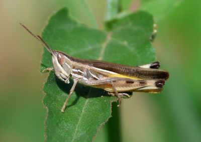 Amphitornus coloradus; Striped Slant-faced Grasshopper