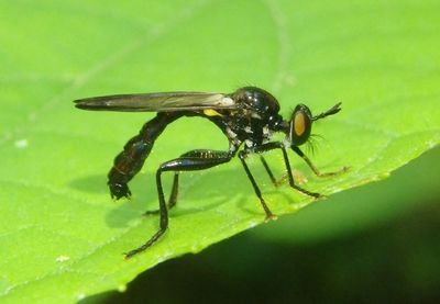 Eudioctria brevis; Little Longhorn Robber