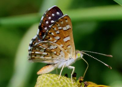 Apodemia palmeri; Palmer's Metalmark