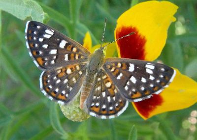 Apodemia palmeri; Palmer's Metalmark