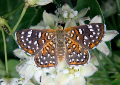 Apodemia palmeri; Palmer's Metalmark