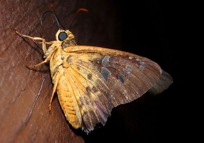 Apyrrothrix araxes; Dull Firetip