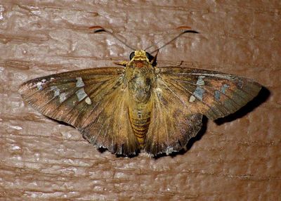 Apyrrothrix araxes; Dull Firetip