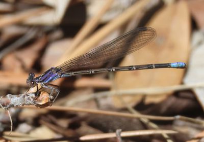 Argia funebris; Springwater Dancer; female