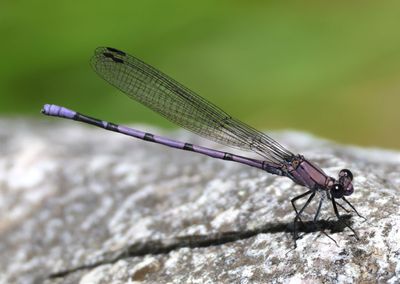 Argia tonto; Tonto Dancer; male