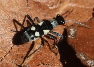 Arhaphe arguta; Bordered Plant Bug species