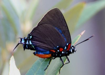 Atlides halesus; Great Purple Hairstreak; male