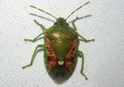 Banasa packardii; Stink Bug species