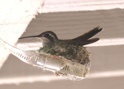 Blue-throated Mountain Gem; female