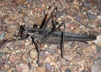 Capnobotes fuliginosus; Sooty Longwing; female