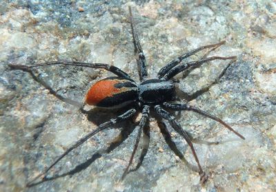 Castianeira occidens; Antmimic Spider species