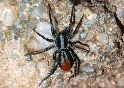 Castianeira occidens; Antmimic Spider species 