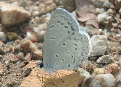 Celastrina echo cinerea; Southwestern Azure