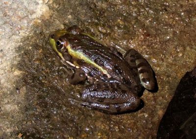 Chiricahua Leopard Frog 