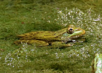 Chiricahua Leopard Frog 