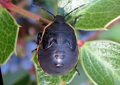 Chlorochroa ligata; Conchuela Bug nymph