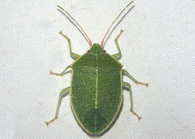 Chlorocoris hebetatus; Stink Bug species