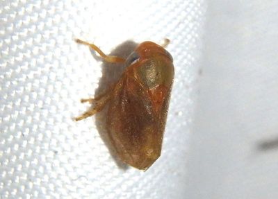 Clastoptera osborni; Spittlebug species
